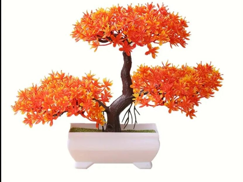 Bonsai Boom